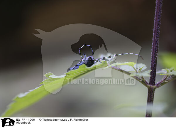 Alpenbock / Alpine longhorn beetle / FF-11906