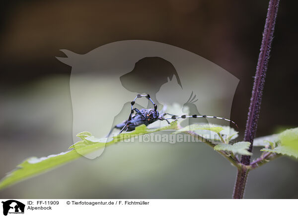 Alpenbock / Alpine longhorn beetle / FF-11909