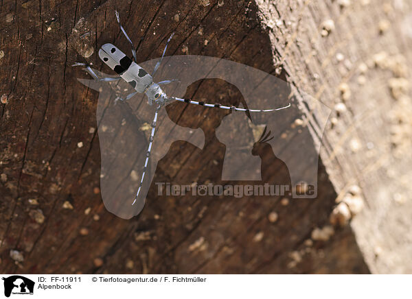 Alpenbock / Alpine longhorn beetle / FF-11911