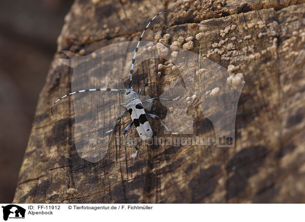 Alpenbock / Alpine longhorn beetle / FF-11912