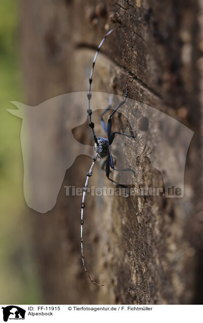 Alpenbock / Alpine longhorn beetle / FF-11915