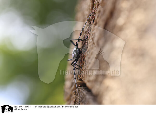 Alpenbock / Alpine longhorn beetle / FF-11917