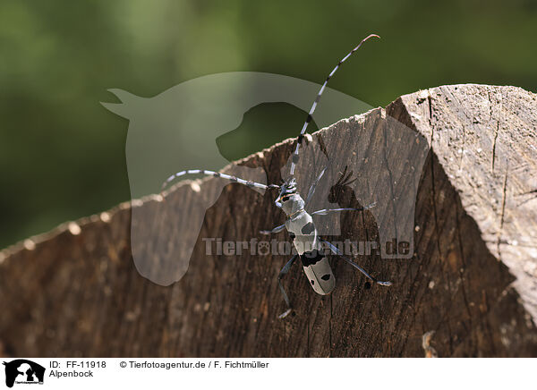 Alpenbock / Alpine longhorn beetle / FF-11918