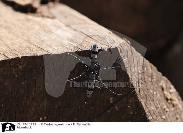 Alpenbock / Alpine longhorn beetle / FF-11919