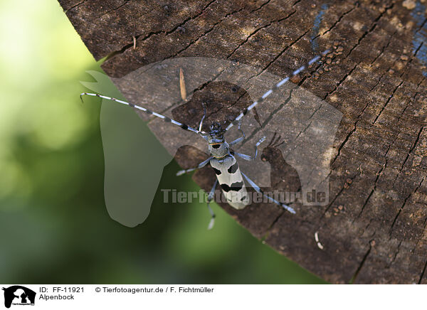 Alpenbock / Alpine longhorn beetle / FF-11921