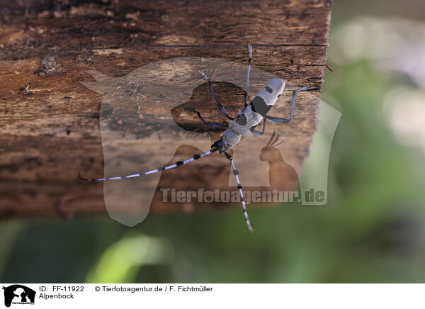 Alpenbock / Alpine longhorn beetle / FF-11922