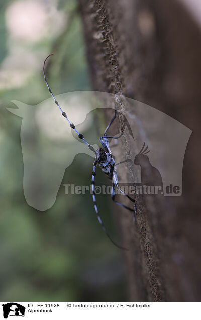 Alpenbock / Alpine longhorn beetle / FF-11928