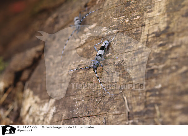 Alpenbock / Alpine longhorn beetle / FF-11929