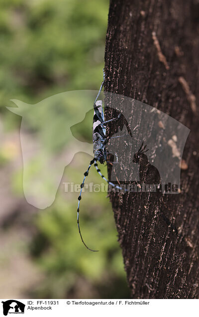 Alpenbock / Alpine longhorn beetle / FF-11931