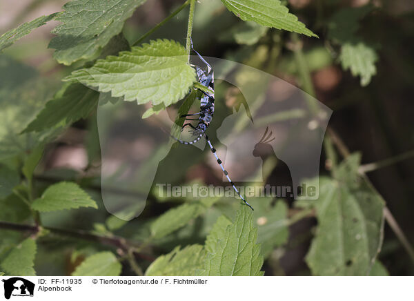 Alpenbock / Alpine longhorn beetle / FF-11935