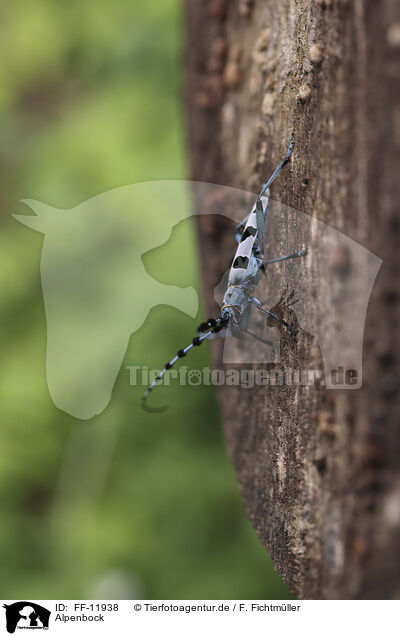 Alpenbock / Alpine longhorn beetle / FF-11938