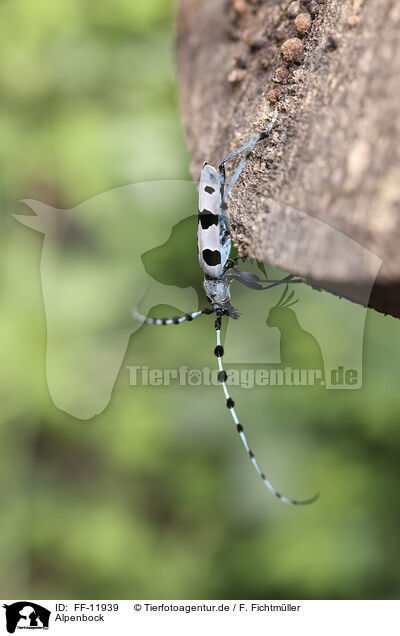 Alpenbock / Alpine longhorn beetle / FF-11939