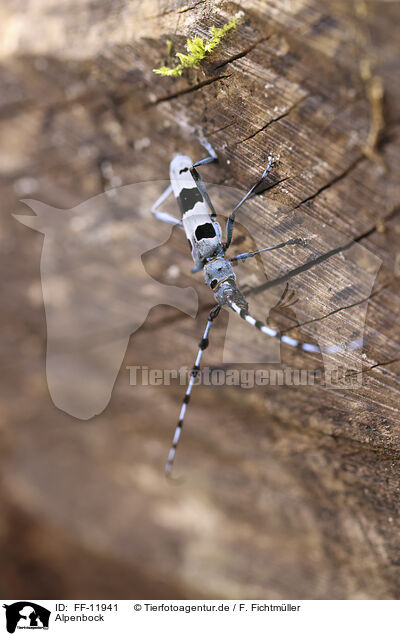 Alpenbock / Alpine longhorn beetle / FF-11941