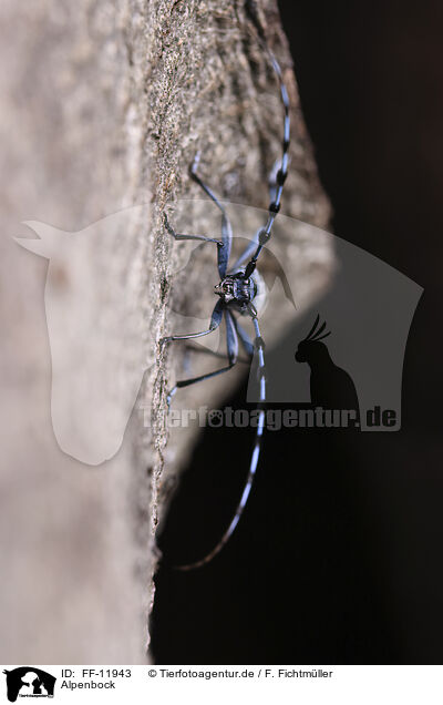 Alpenbock / Alpine longhorn beetle / FF-11943