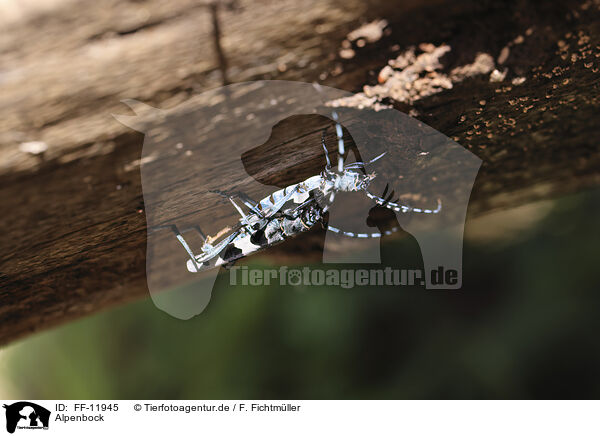 Alpenbock / Alpine longhorn beetle / FF-11945