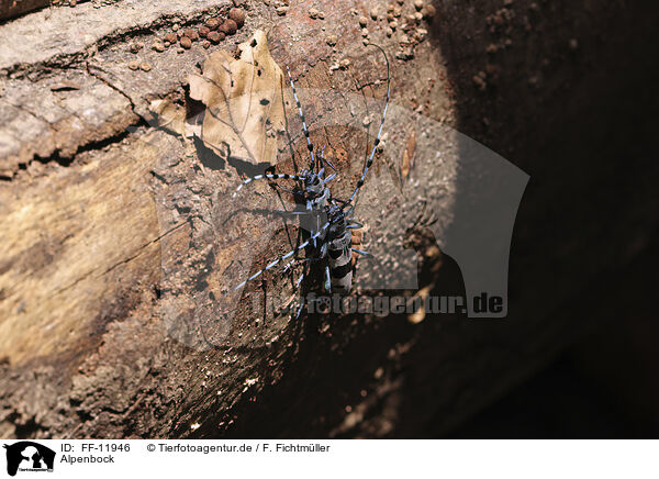 Alpenbock / Alpine longhorn beetle / FF-11946