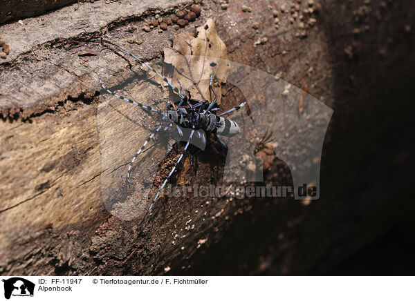 Alpenbock / Alpine longhorn beetle / FF-11947