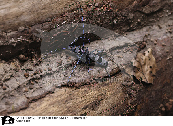 Alpenbock / Alpine longhorn beetle / FF-11949
