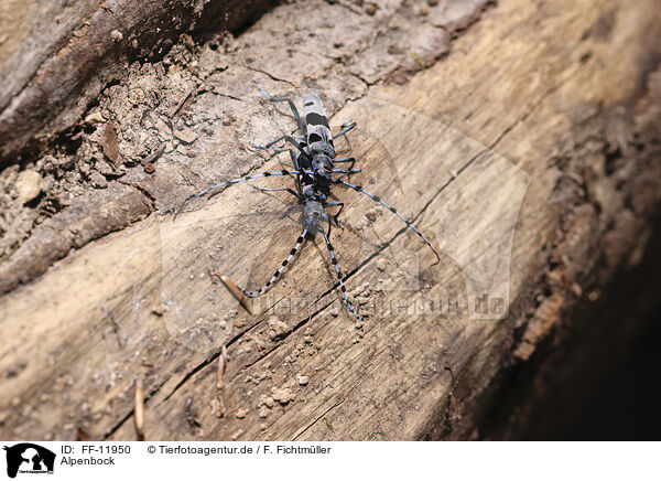 Alpenbock / Alpine longhorn beetle / FF-11950