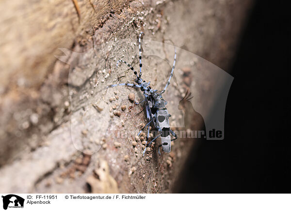 Alpenbock / Alpine longhorn beetle / FF-11951