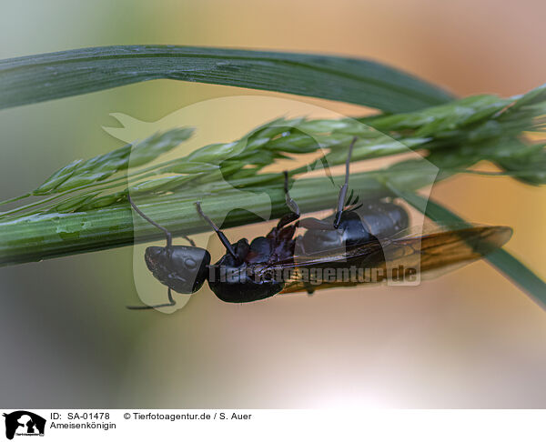 Ameisenknigin / ant queen / SA-01478