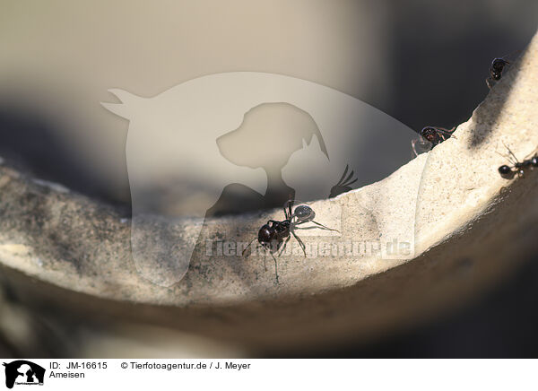 Ameisen / ants / JM-16615