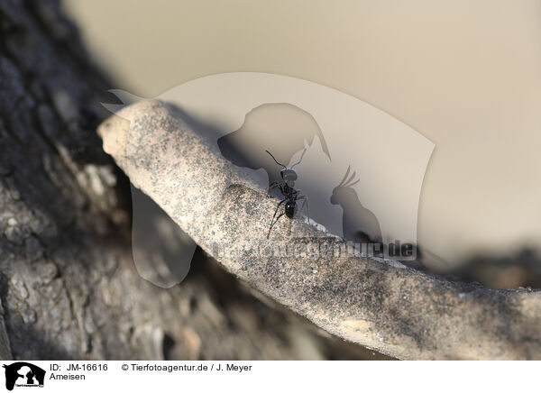 Ameisen / ants / JM-16616
