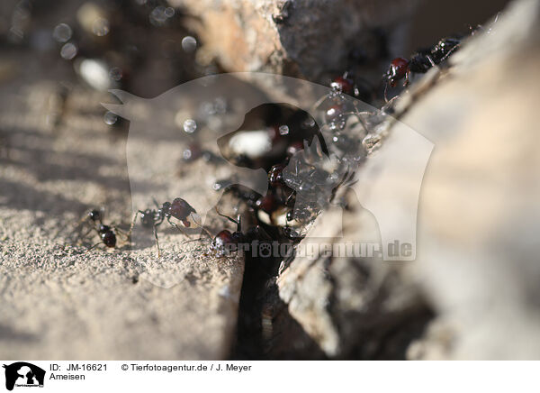 Ameisen / ants / JM-16621