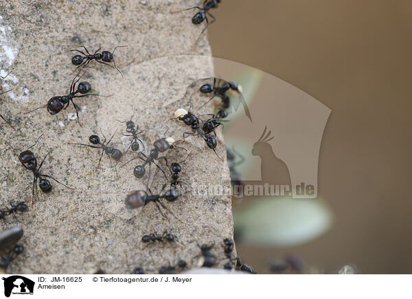 Ameisen / ants / JM-16625