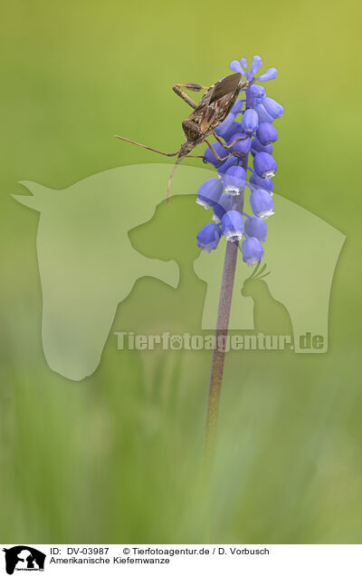 Amerikanische Kiefernwanze / western conifer seed bug / DV-03987