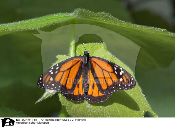 Amerikanischer Monarch / monarch butterfly / JOH-01145