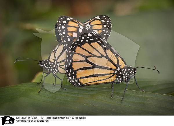 Amerikanischer Monarch / monarch butterfly / JOH-01230