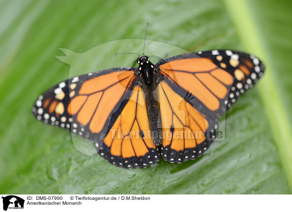 Amerikanischer Monarch / monarch butterfly / DMS-07990