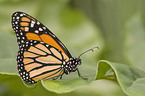 Amerikanischer Monarch