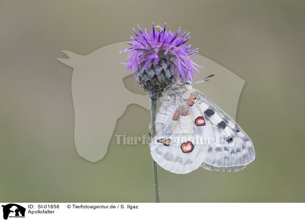 Apollofalter / swallowtail butterfly / SI-01858