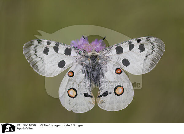Apollofalter / swallowtail butterfly / SI-01859