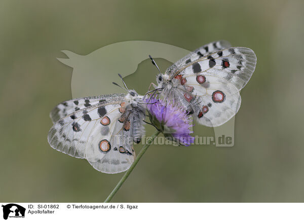 Apollofalter / swallowtail butterflies / SI-01862