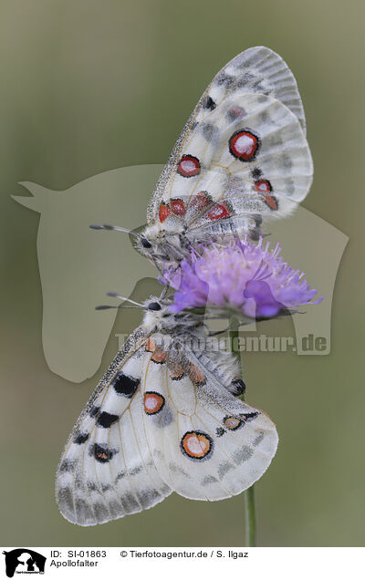 Apollofalter / swallowtail butterflies / SI-01863