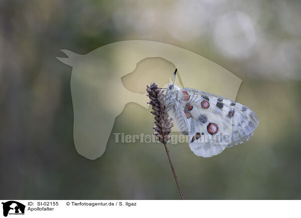 Apollofalter / swallowtail butterfly / SI-02155