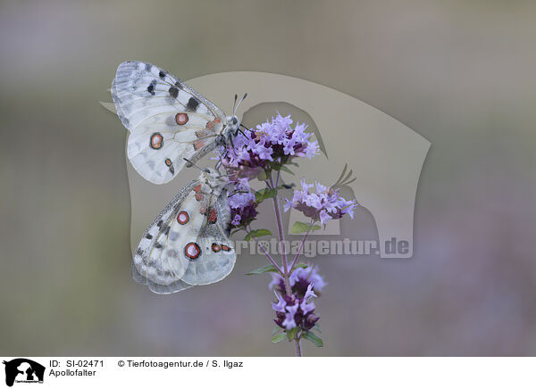 Apollofalter / mountain Apollo / SI-02471