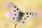 Apollofalter