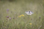 fliegender Apollofalter