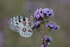 Apollofalter