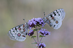 Apollofalter