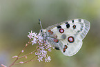 Apollofalter