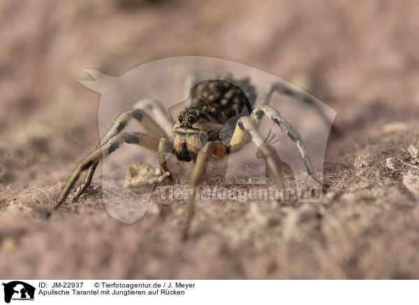 Apulische Tarantel mit Jungtieren auf Rcken / Apulian tarantula with young on its back / JM-22937