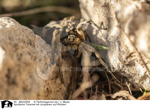 Apulische Tarantel mit Jungtieren auf Rcken / JM-22948