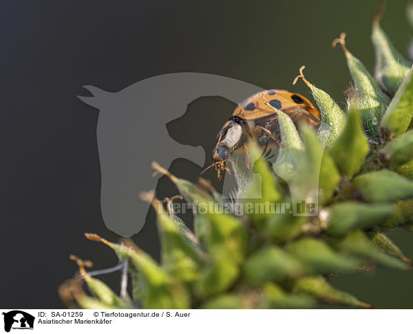 Asiatischer Marienkfer / Asian lady Beetle / SA-01259