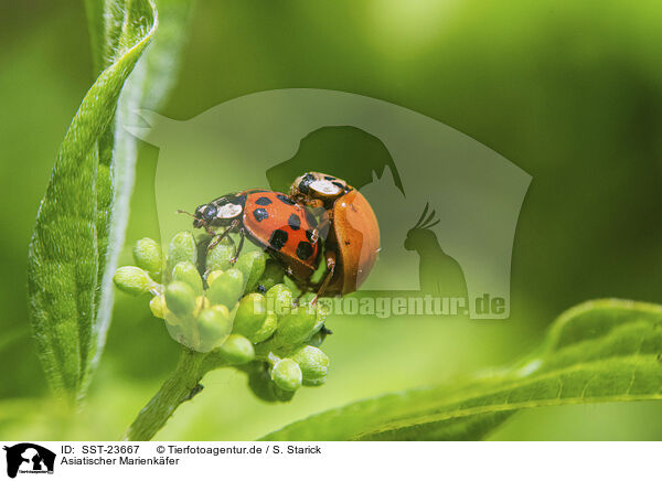 Asiatischer Marienkfer / Asian lady beetles / SST-23667