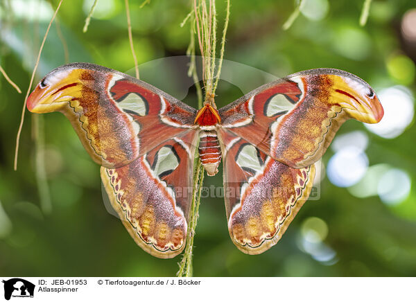 Atlasspinner / Atlas moth / JEB-01953